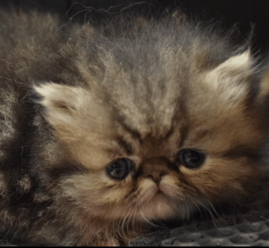 chaton Persan chocolate tabby ALHAMBRA Chatterie la cavalière TyKaz