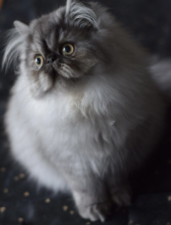chaton Persan black smoke ZALTYS Chatterie la cavalière TyKaz