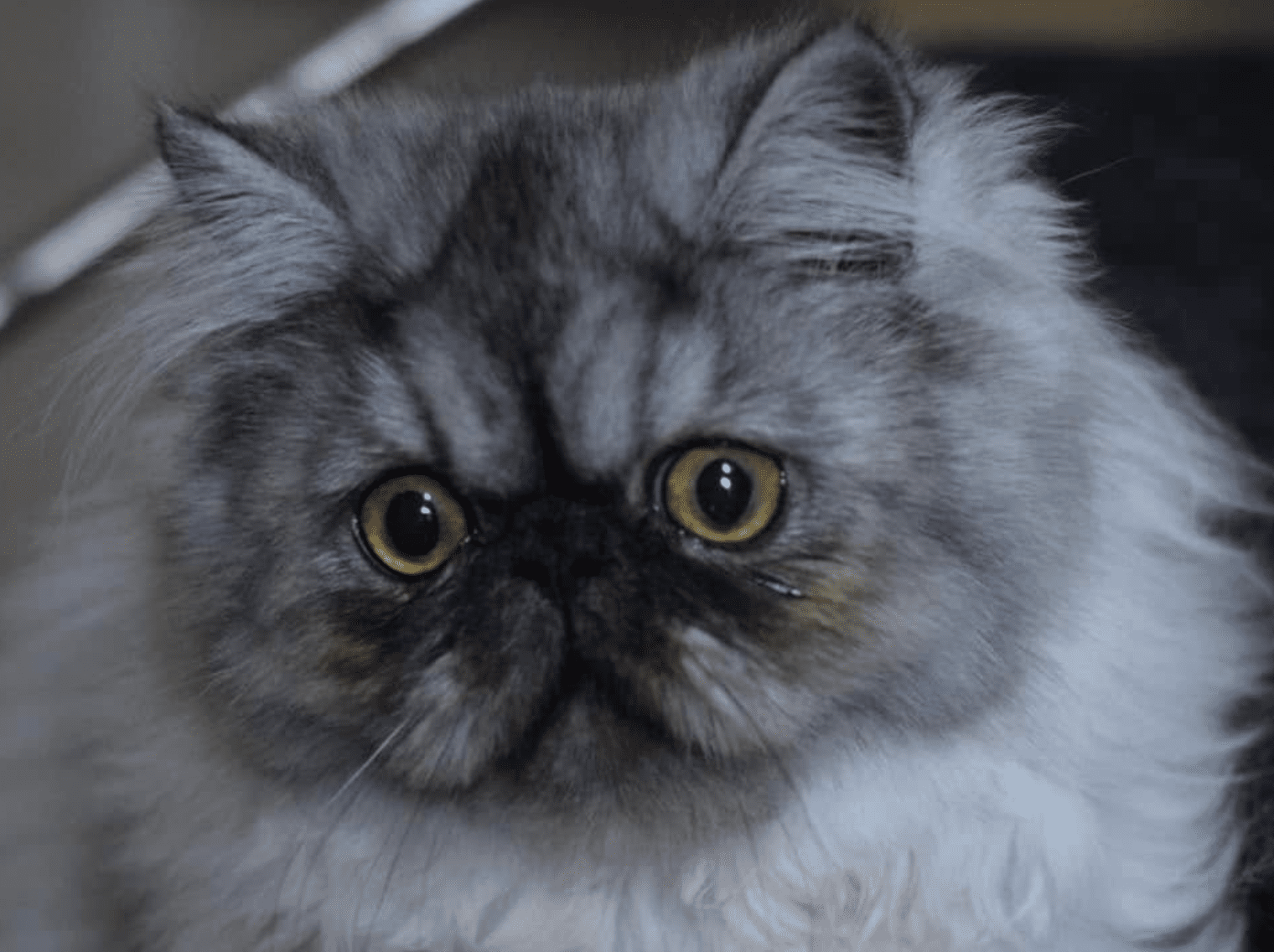 chat Persan black smoke ZALTYS Chatterie la cavalière TyKaz