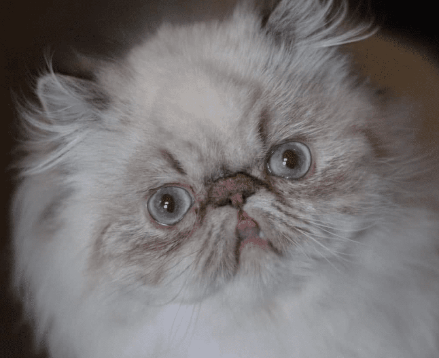chat Persan seal tabby point ZOÉ Chatterie la cavalière TyKaz