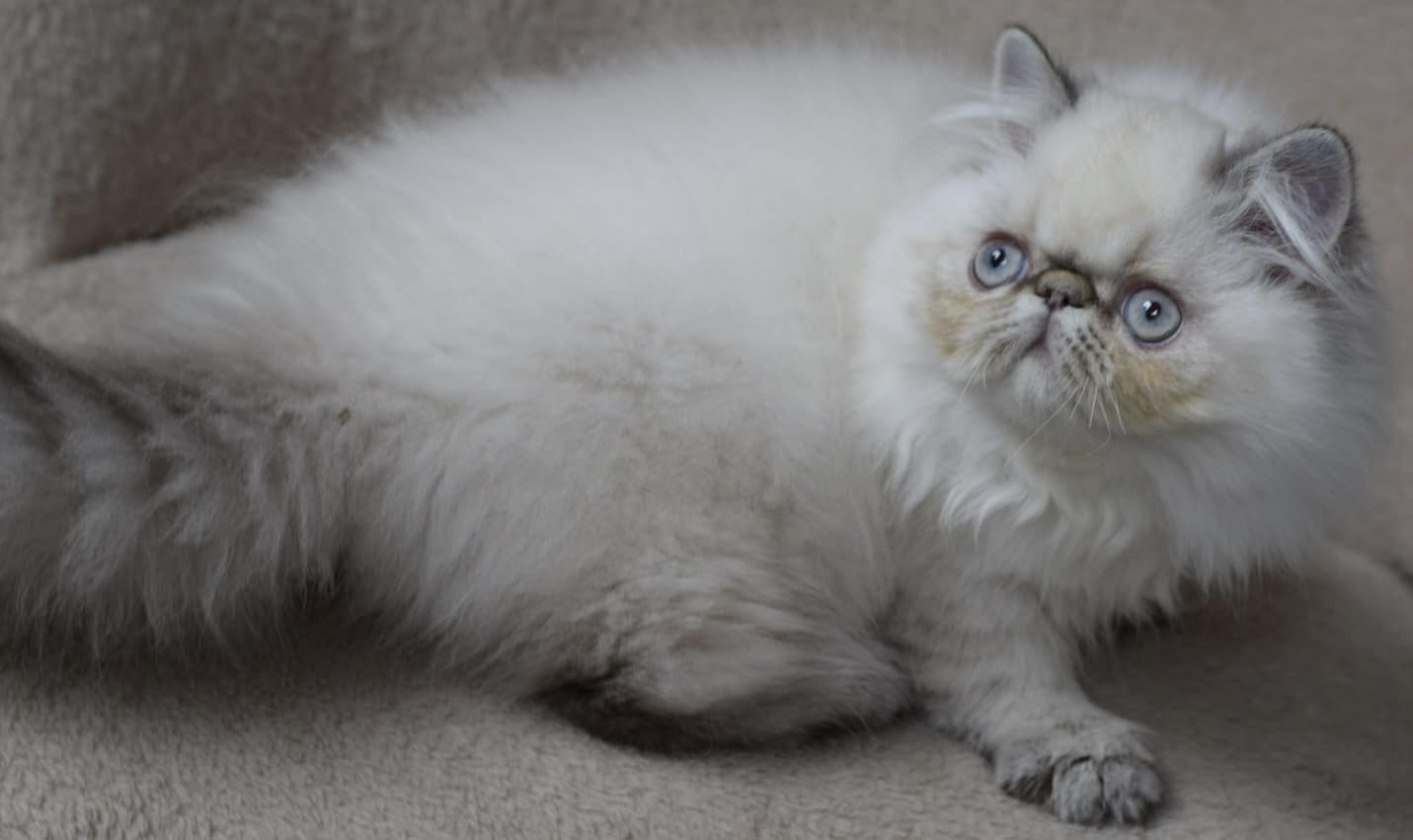 chat Persan ZOÉ Chatterie la cavalière TyKaz