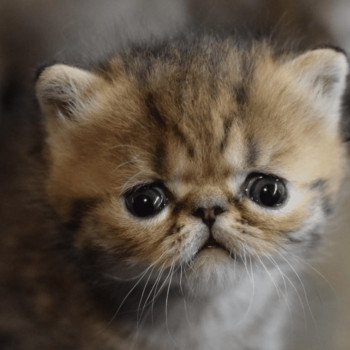 chaton Exotic Shorthair black golden shaded Chatterie la cavalière TyKaz chaton Exotic Shorthair black golden shaded Chatterie la cavalière TyKaz
