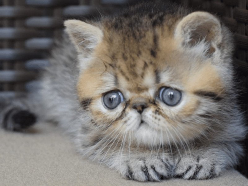 ARIBEAU la cavalière Tykaz Mâle Exotic Shorthair