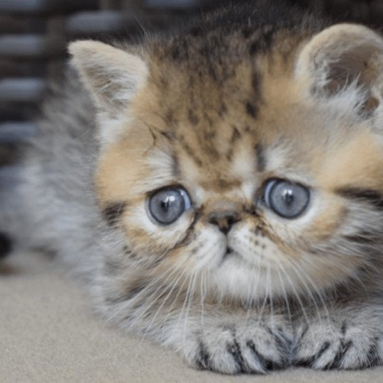 ARIBEAU la cavalière Tykaz Mâle Exotic Shorthair