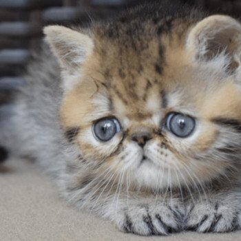 chaton Exotic Shorthair black golden shaded ARIBEAU Chatterie la cavalière TyKaz