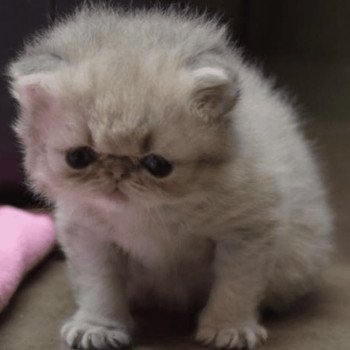 chaton Persan blue golden shaded Chatterie la cavalière TyKaz chaton Persan blue golden shaded Chatterie la cavalière TyKaz