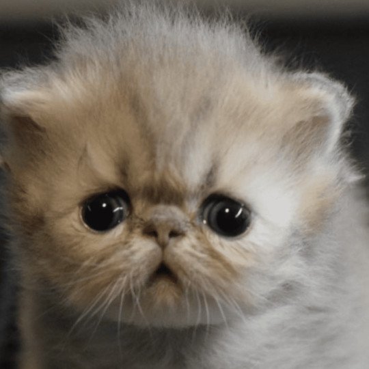 3e chaton (Portée URSULA ❤ S 2025) - Femelle blue golden shaded Femelle Persan
