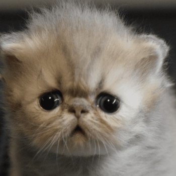 chaton Persan blue golden shaded Chatterie la cavalière TyKaz chaton Persan blue golden shaded Chatterie la cavalière TyKaz