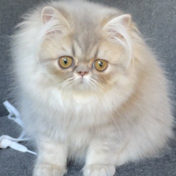 chaton Persan blue golden shaded ASHLEY Chatterie la cavalière TyKaz