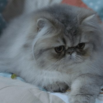 chat Persan blue golden shaded ASHLEY Chatterie la cavalière TyKaz