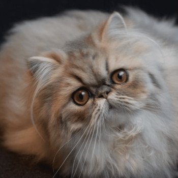 chat Persan blue golden shaded ASHLEY Chatterie la cavalière TyKaz