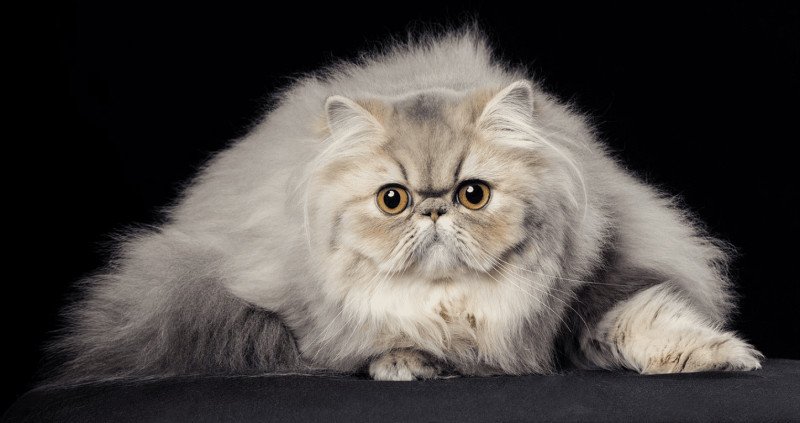 ASHLEY la cavalière Tykaz Femelle Persan