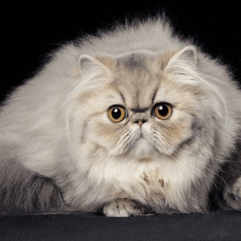 chat Persan blue golden shaded ASHLEY Chatterie la cavalière TyKaz