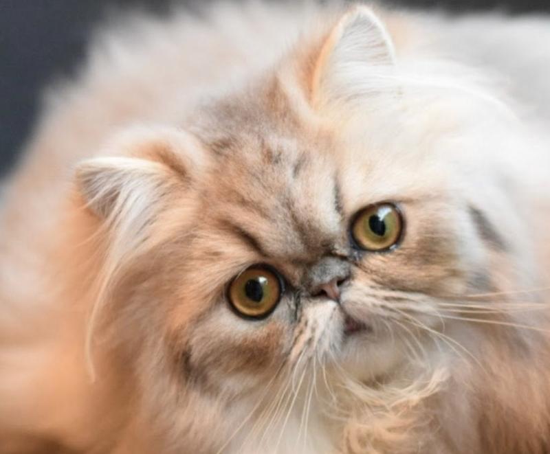 ASHLEY la cavalière Tykaz Femelle Persan