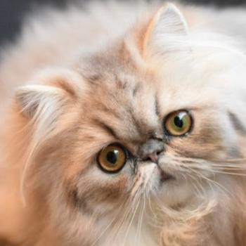 chat Persan blue golden shaded ASHLEY Chatterie la cavalière TyKaz