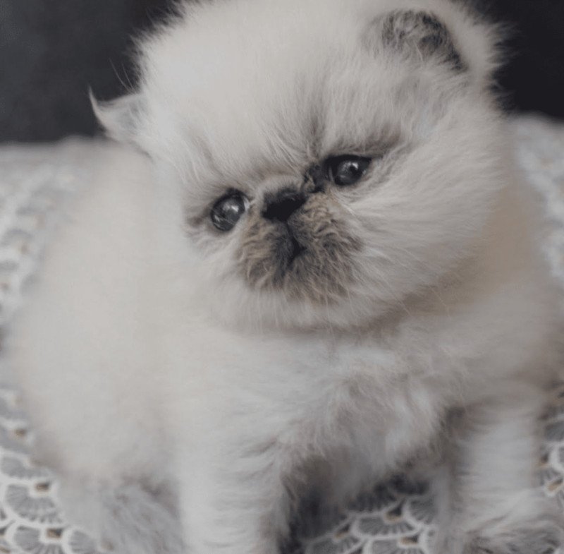 1er chaton (Portée ZARA ❤ U'RAFFAELLO) - Femelle chocolate point Femelle Persan