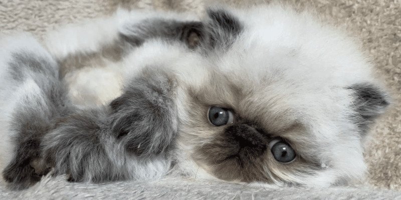 ALINE la cavalière Tykaz Femelle Persan