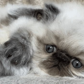 chaton Persan chocolate point ALINE Chatterie la cavalière TyKaz