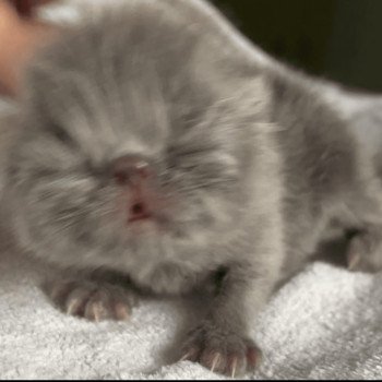 chaton Persan blue Chatterie la cavalière TyKaz chaton Persan blue Chatterie la cavalière TyKaz