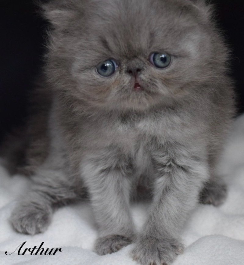 ARTHUR la cavalière Tykaz Mâle Persan