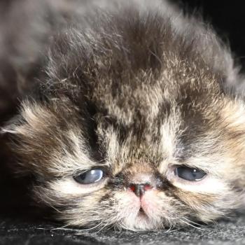 chaton Persan brown tabby Chatterie la cavalière TyKaz