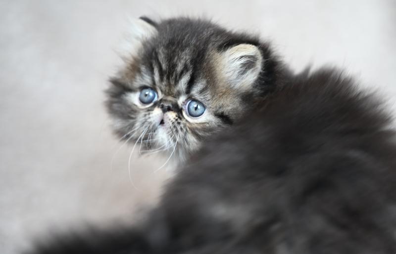 BACCARAT la cavalière Tykaz Femelle Persan