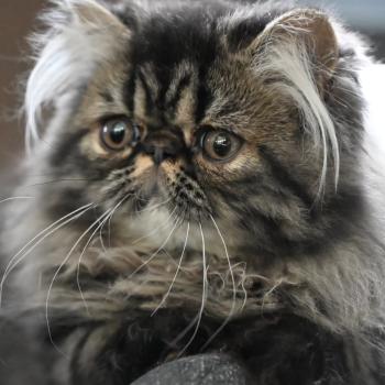 chat Persan brown tabby BACCARAT Chatterie la cavalière TyKaz