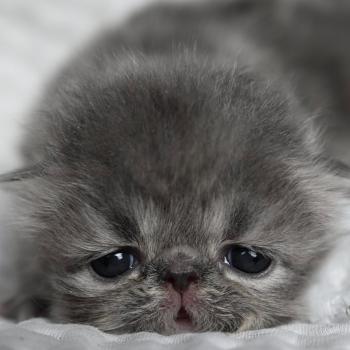 chaton Persan blue tabby BLUE F Chatterie la cavalière TyKaz