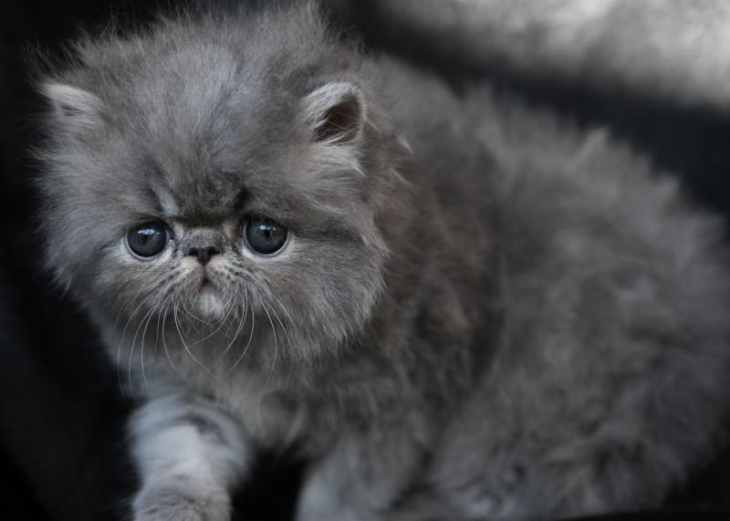 BIMBO la cavalière Tykaz Femelle Persan