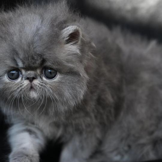 BIMBO la cavalière Tykaz Femelle Persan