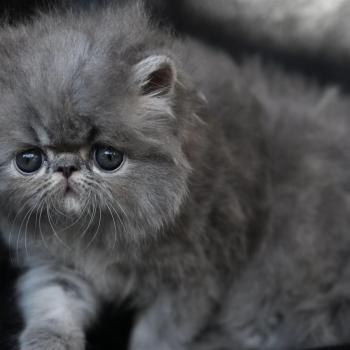 chaton Persan blue tabby BLUE F Chatterie la cavalière TyKaz