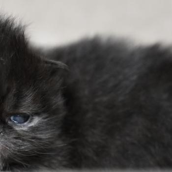 chaton Persan black Chatterie la cavalière TyKaz