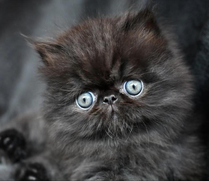 BLACKGOLD la cavalière Tykaz Mâle Persan