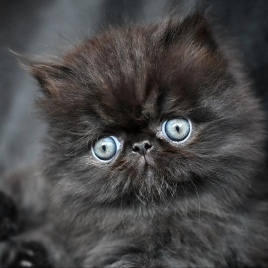 BLACKGOLD la cavalière Tykaz Mâle Persan