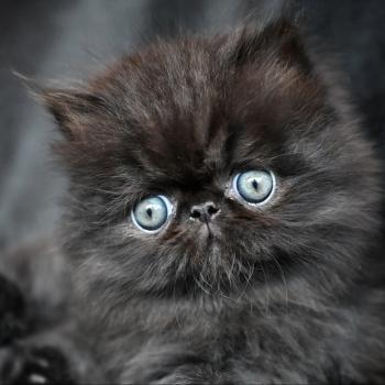 chaton Persan black BLACKGOLD Chatterie la cavalière TyKaz