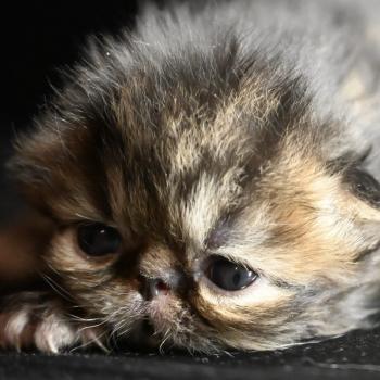 chaton Persan brown tabby Chatterie la cavalière TyKaz