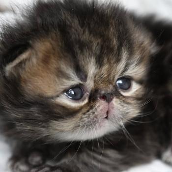 chaton Persan brown tabby BROWN M Chatterie la cavalière TyKaz