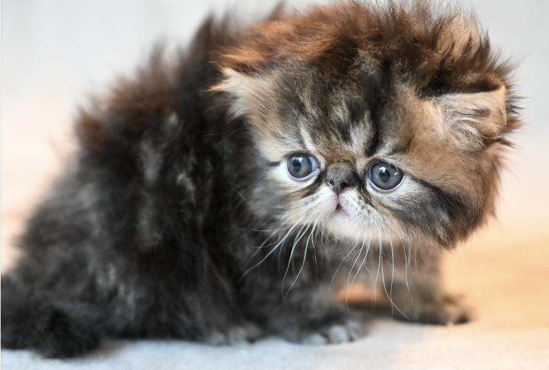 BABOU la cavalière Tykaz Mâle Persan