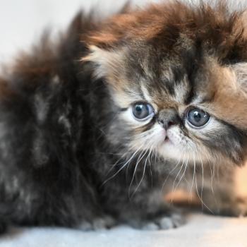 chaton Persan brown tabby BROWN M Chatterie la cavalière TyKaz