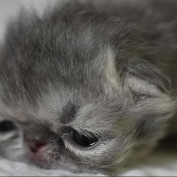 chaton Persan blue tabby Chatterie la cavalière TyKaz