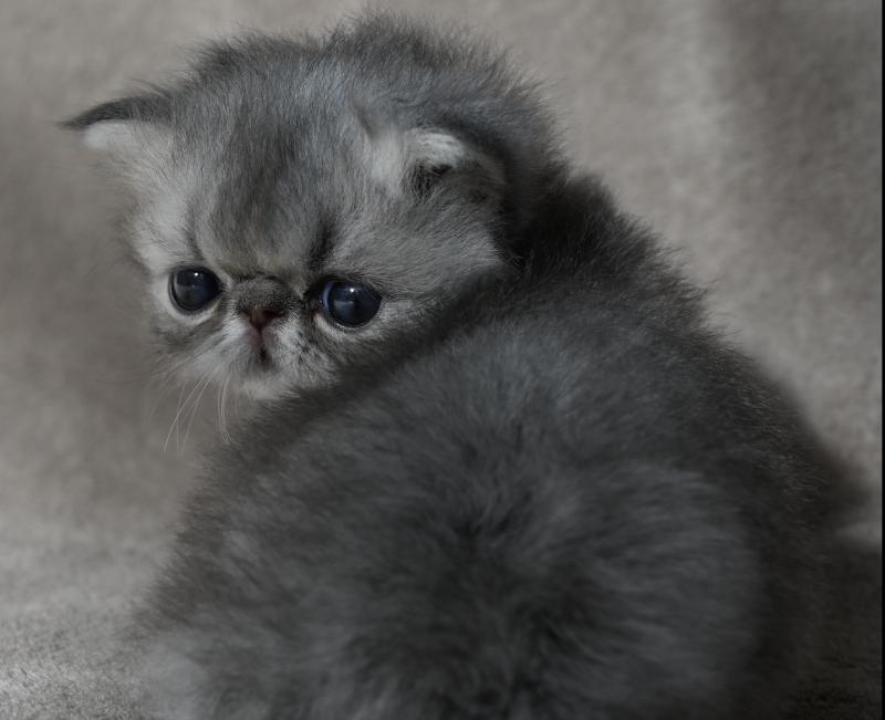 BIRDY la cavalière Tykaz Mâle Persan