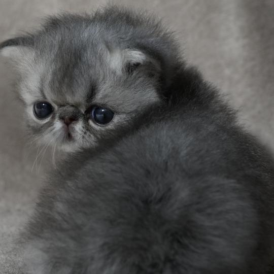 BIRDY la cavalière Tykaz Mâle Persan