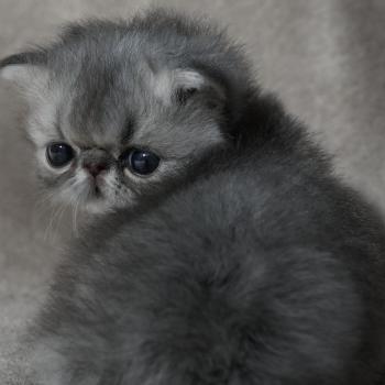 chaton Persan blue tabby Chatterie la cavalière TyKaz