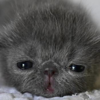 chaton Exotic Shorthair blue Chatterie la cavalière TyKaz