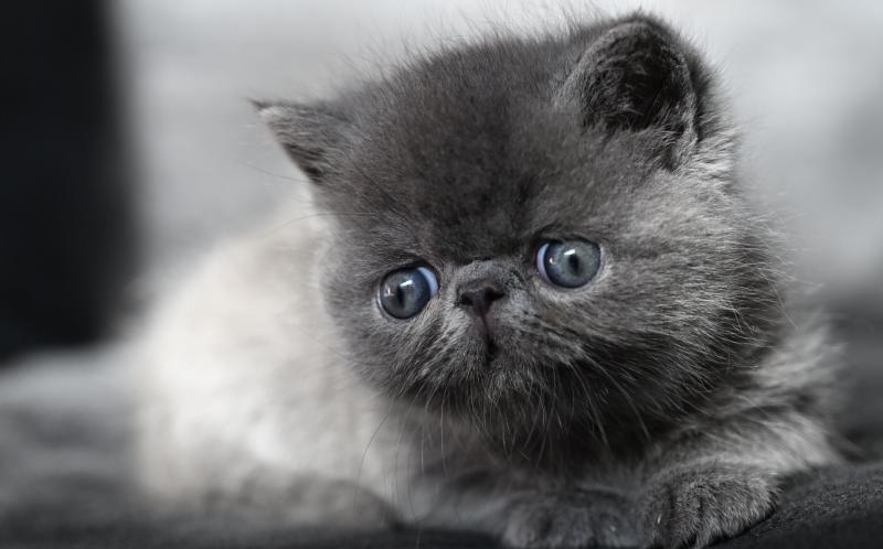 BETTYBOOP la cavalière Tykaz Femelle Exotic Shorthair