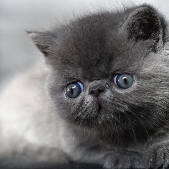 BETTYBOOP la cavalière Tykaz Femelle Exotic Shorthair