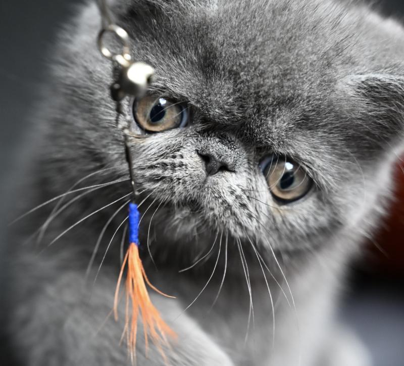 BETTYBOOP la cavalière Tykaz Femelle Exotic Shorthair