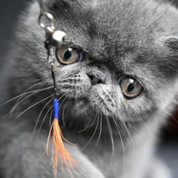 chat Exotic Shorthair blue BETTYBOOP Chatterie la cavalière TyKaz