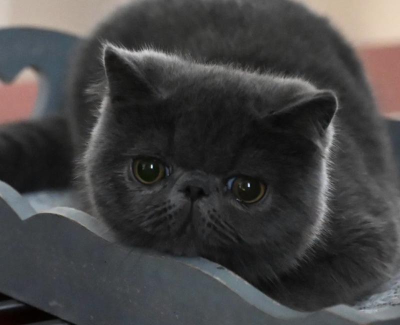 BETTYBOOP la cavalière Tykaz Femelle Exotic Shorthair