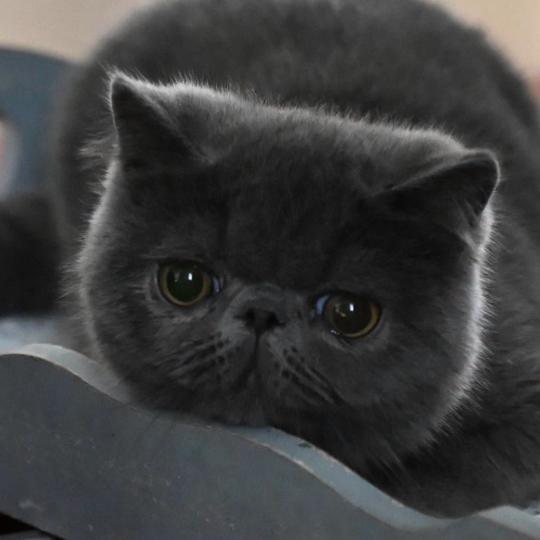 BETTYBOOP la cavalière Tykaz Femelle Exotic Shorthair